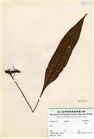 藏品(扇蕨)的圖片